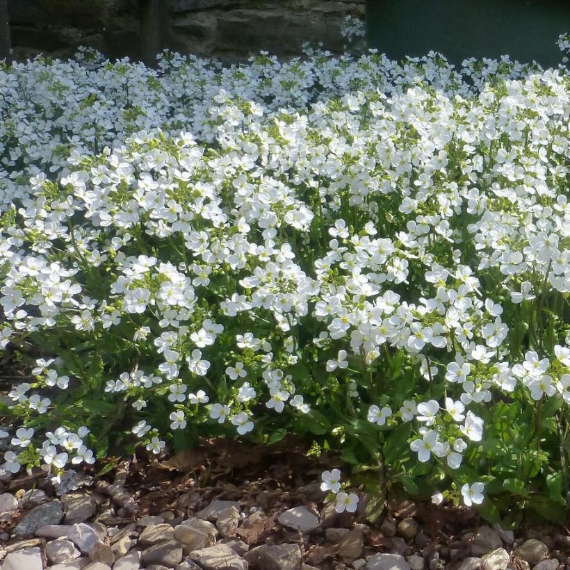 Arabis procurrens Neuschnee - Corbeille d'argent (Port)