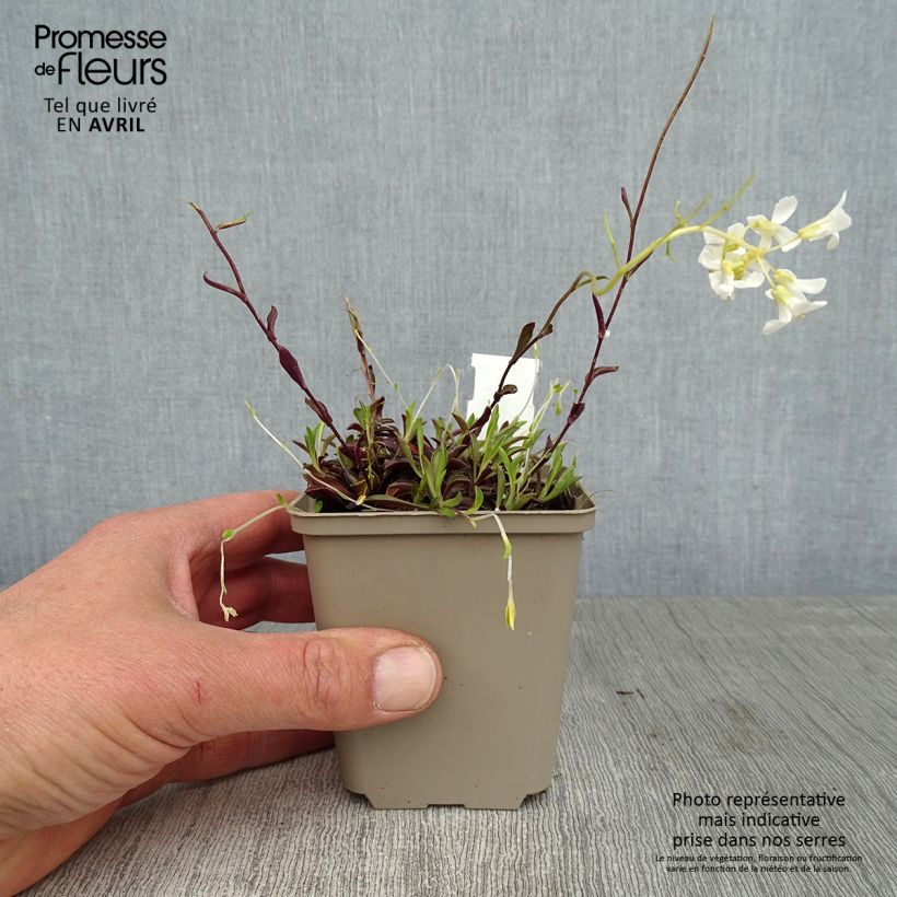 Spécimen de Arabis procurrens Neuschnee - Corbeille d'argent Godet de 9cm tel que livré au printemps