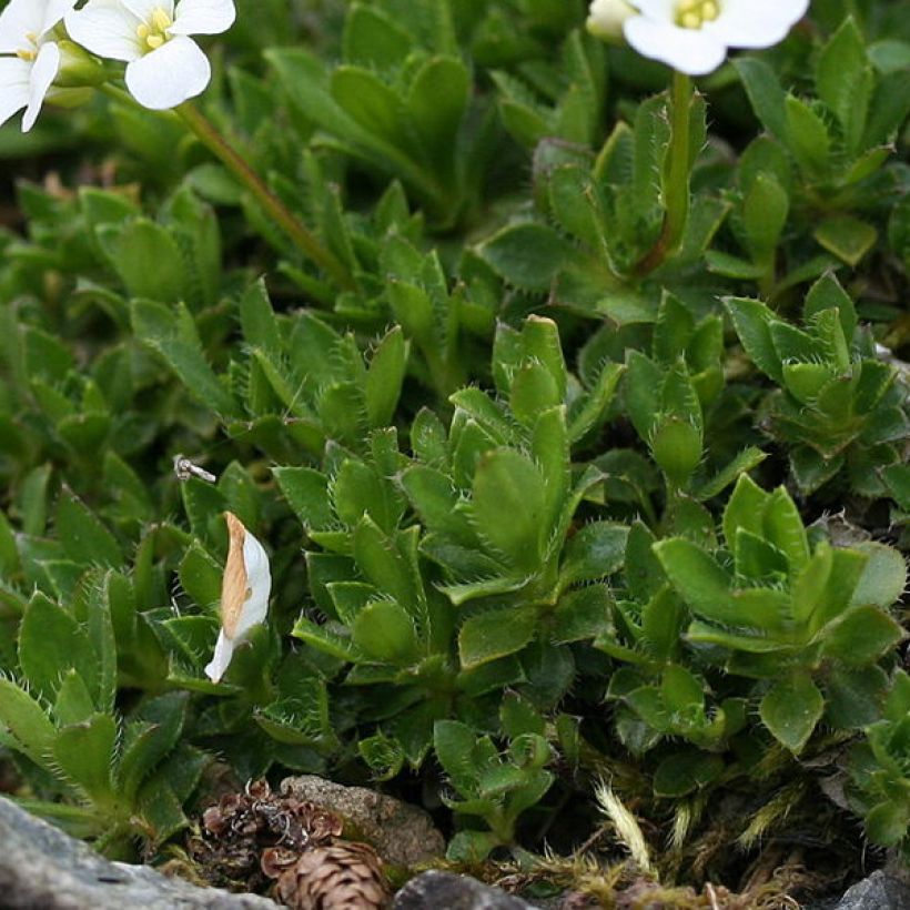 Arabis scopoliana (Feuillage)