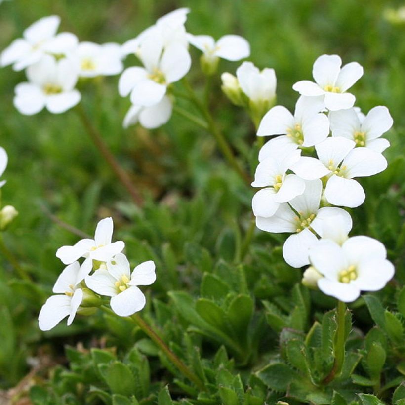 Arabis scopoliana (Floraison)