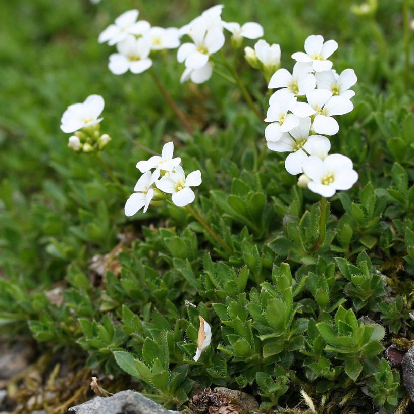 Arabis scopoliana (Port)