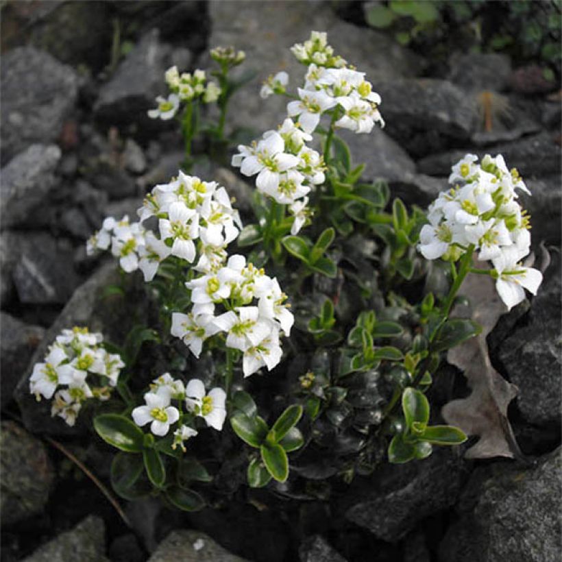 Arabis suendermannii - Corbeille d'argent (Floraison)