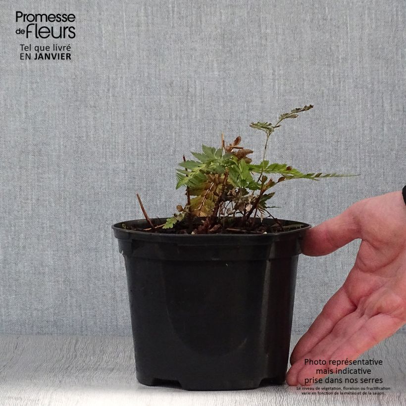 Spécimen de Arachniodes simplicior - Fougère persistante Pot de 2L/3L tel que livré en hiver