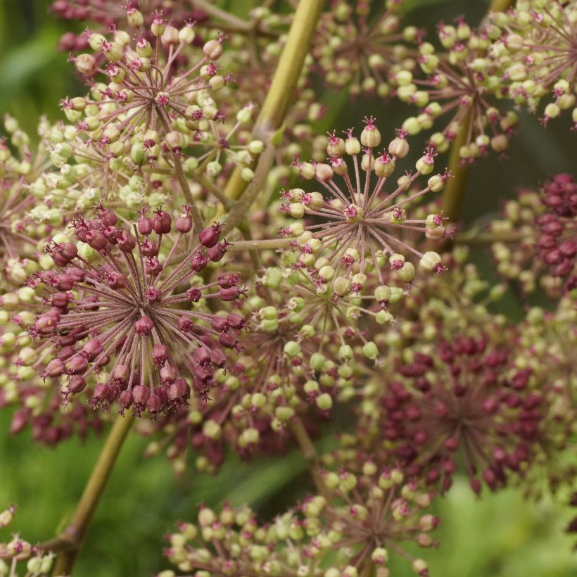 Aralia californica (Floraison)