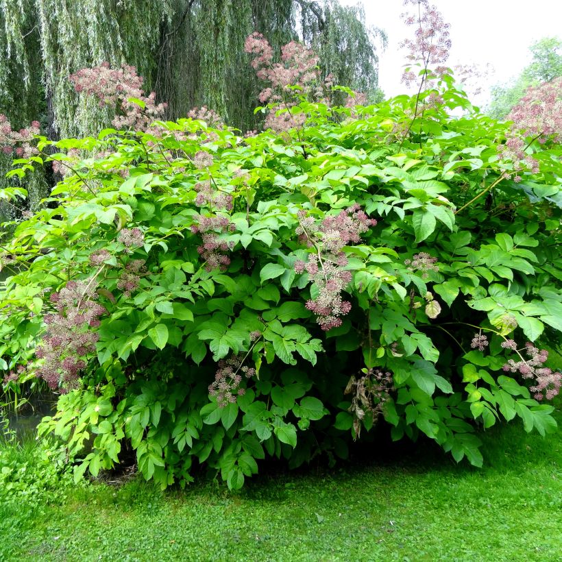 Aralia californica (Port)