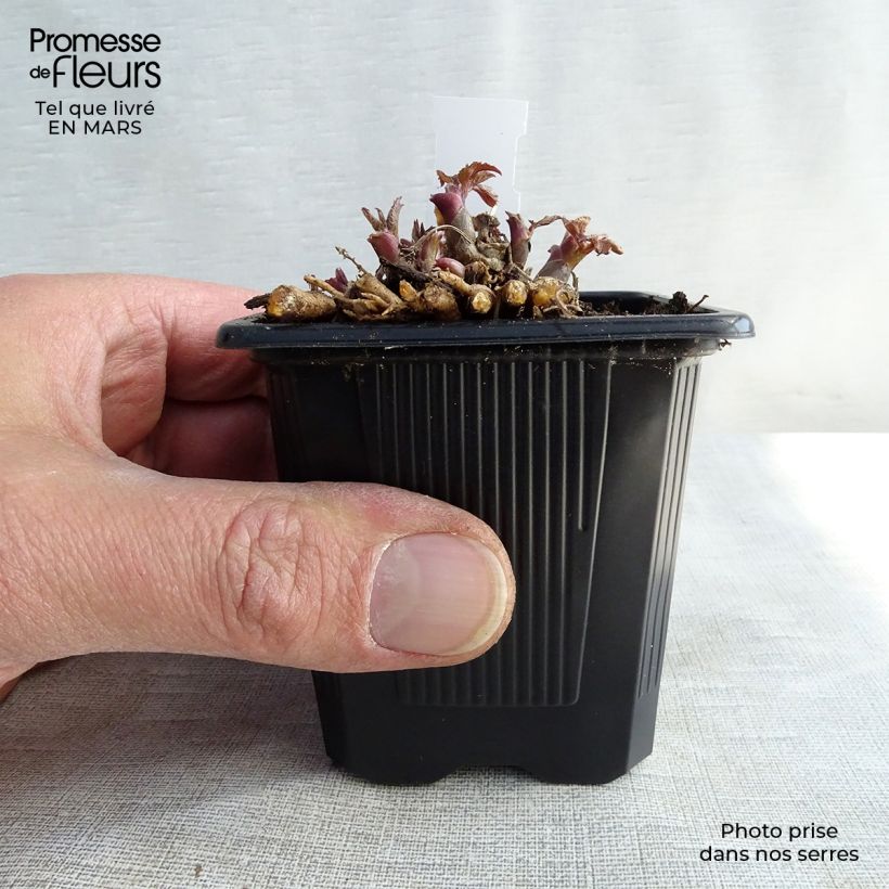 Spécimen de Aralia cordata Sun King - Aralie dorée godet 9cm tel que livré au printemps
