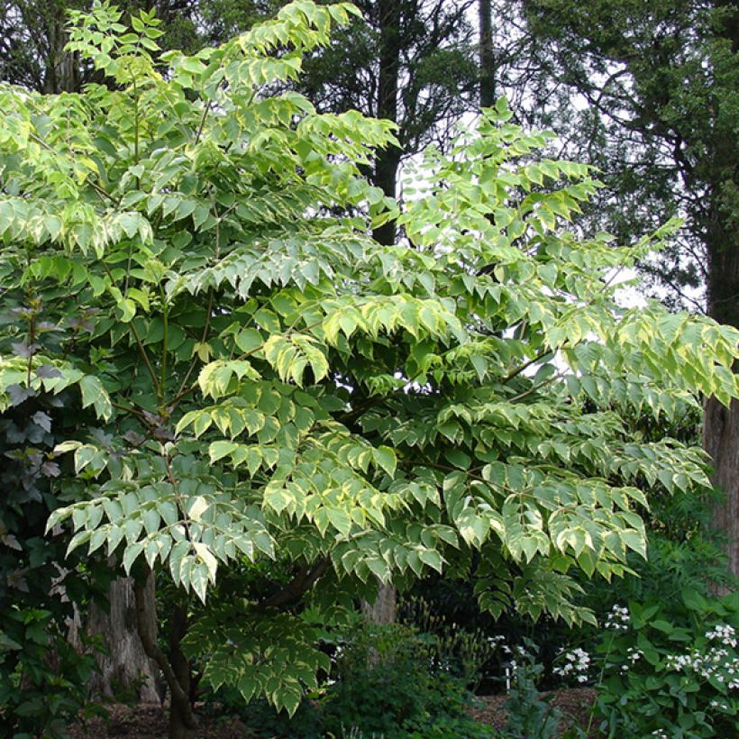 Aralia elata Golden Umbrella - Angélique en arbre (Port)