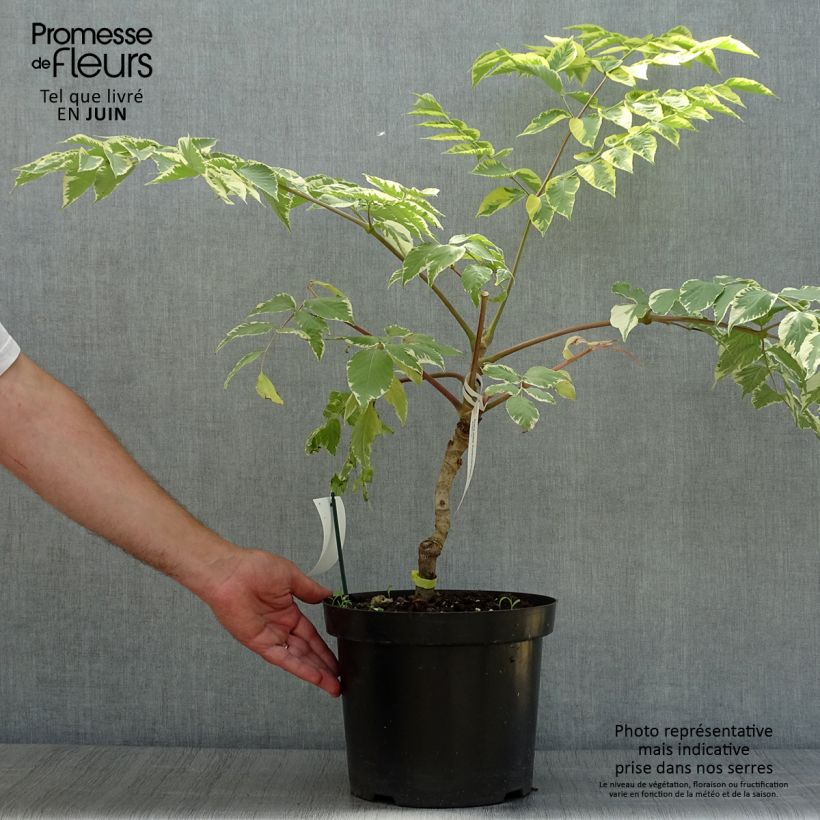 Spécimen de Aralia elata Golden Umbrella - Angélique en arbre Pot de 7,5L/10L tel que livré en été