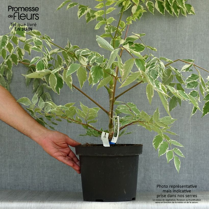 Spécimen de Aralia elata Silver Umbrella (Variegata) - Angélique en arbre Pot de 7,5L/10L tel que livré en été
