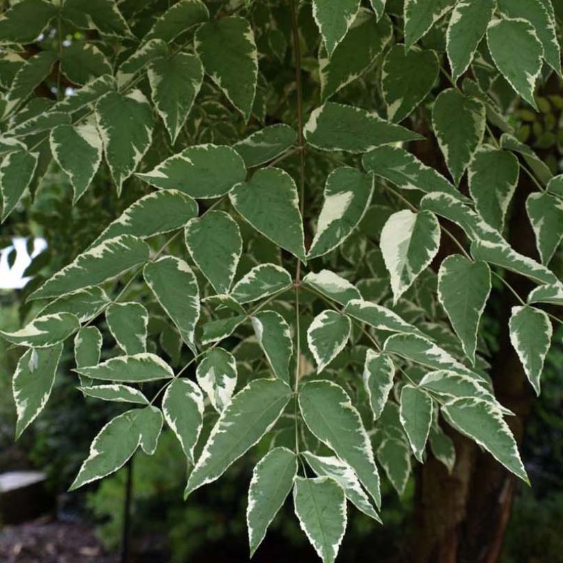 Aralia elata Silver Umbrella (Variegata) - Angélique en arbre (Feuillage)