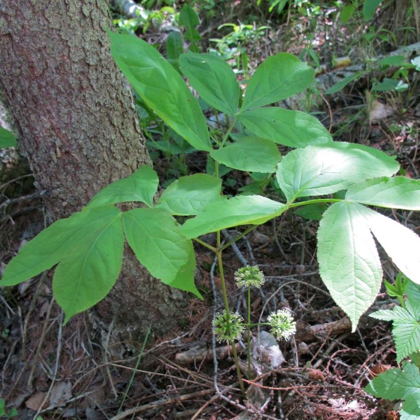 Aralia nudicaulis - Aralie à tige nue (Feuillage)