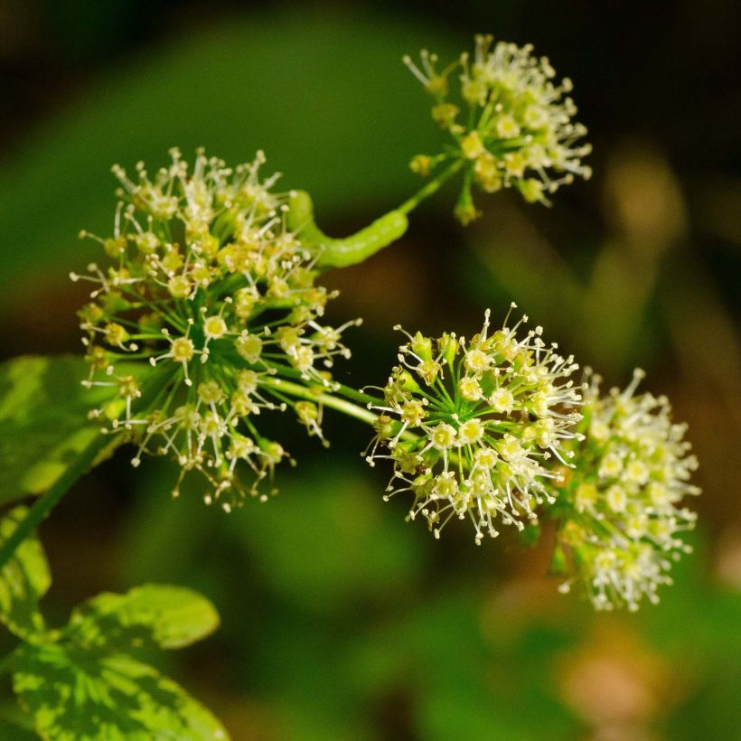 Aralia nudicaulis - Aralie à tige nue (Floraison)