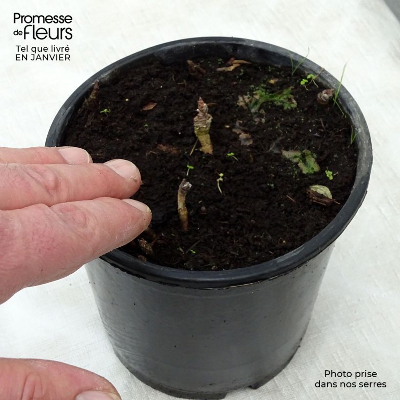 Spécimen de Aralia nudicaulis - Aralie à tige nue Pot de 2L/3L tel que livré en hiver