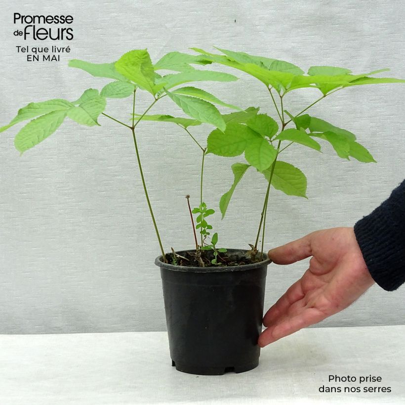 Spécimen de Aralia nudicaulis - Aralie à tige nue Pot de 2L/3L tel que livré au printemps