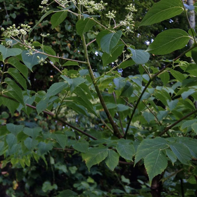 Aralia spinosa - Angélique épineuse (Feuillage)