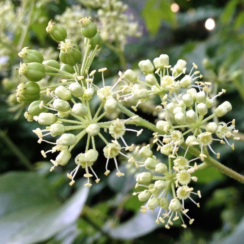 Aralia spinosa - Angélique épineuse (Floraison)
