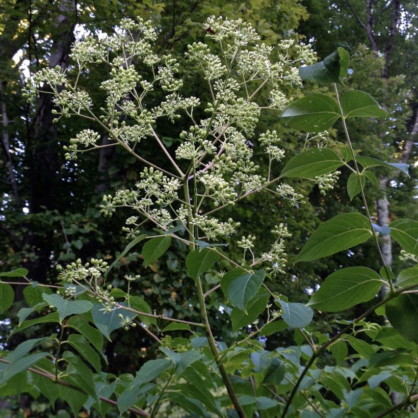 Aralia spinosa - Angélique épineuse (Port)