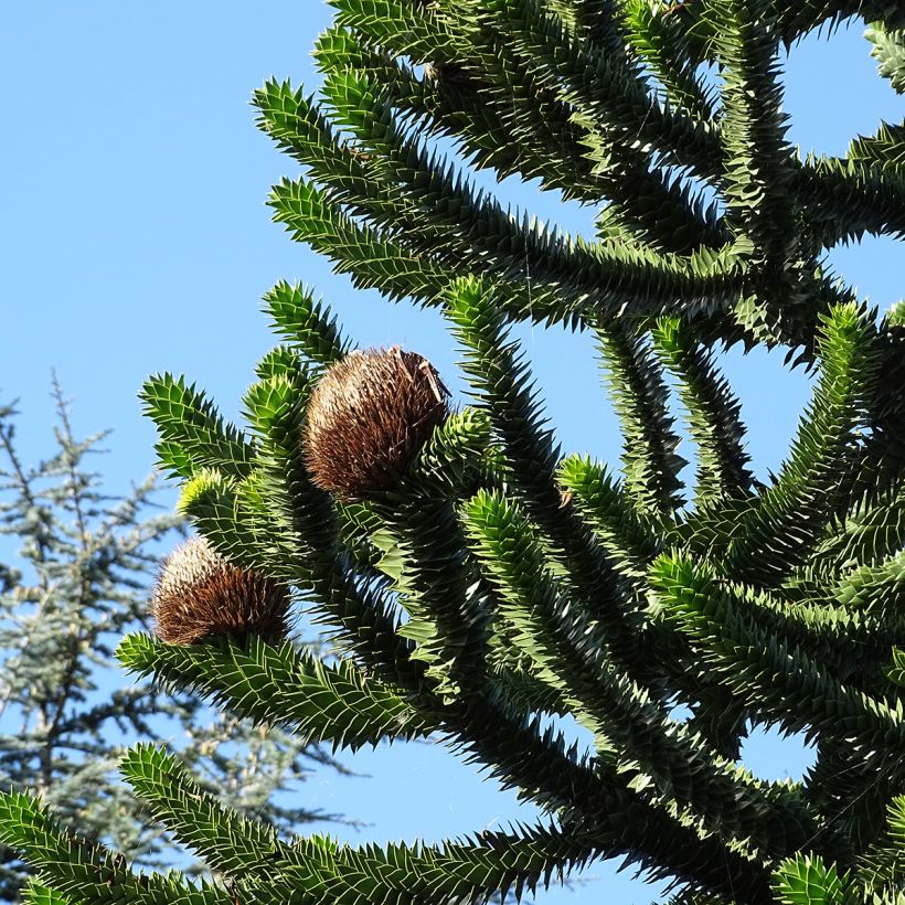 Araucaria araucana (imbricata) - Désespoir des singes (Récolte)