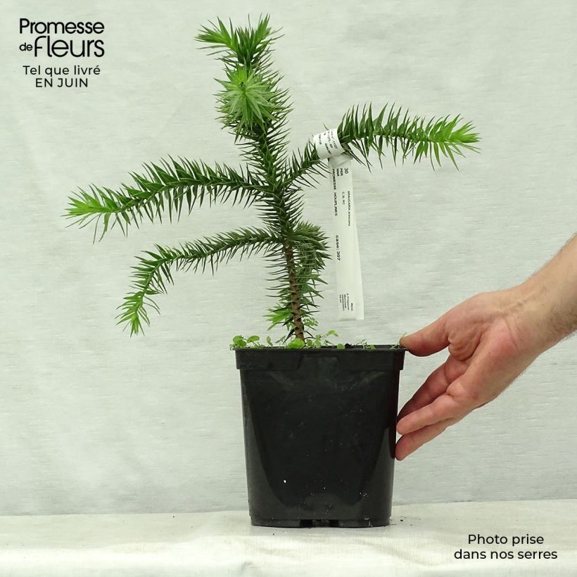 Spécimen de Araucaria araucana (imbricata) - Désespoir des singes Pot de 3L/4L tel que livré en été
