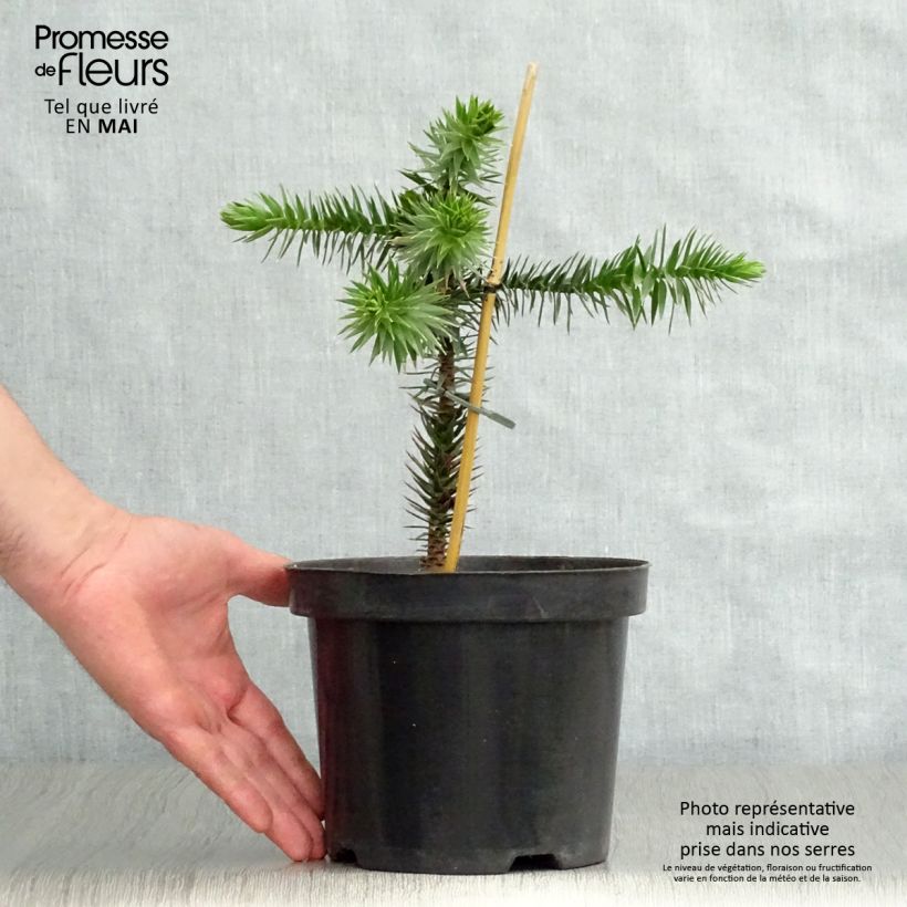 Spécimen de Araucaria araucana (imbricata) - Désespoir des singes pot de 2L tel que livré au printemps