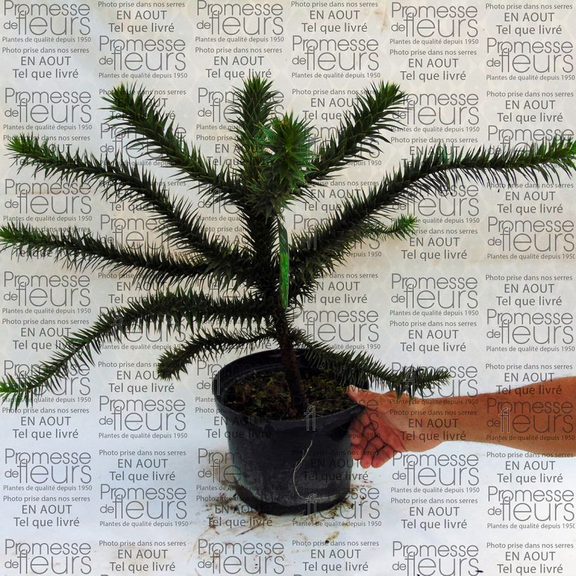 Exemple de spécimen de Araucaria araucana (imbricata) - Désespoir des singes pot de 4L tel que livré
