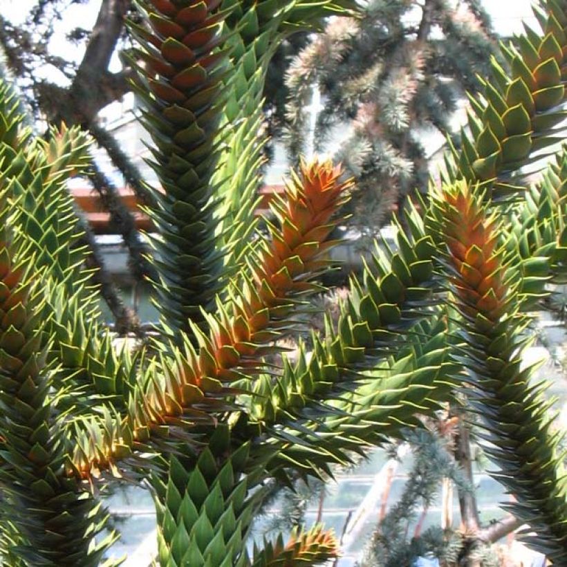 Araucaria araucana (imbricata) - Désespoir des singes (Feuillage)