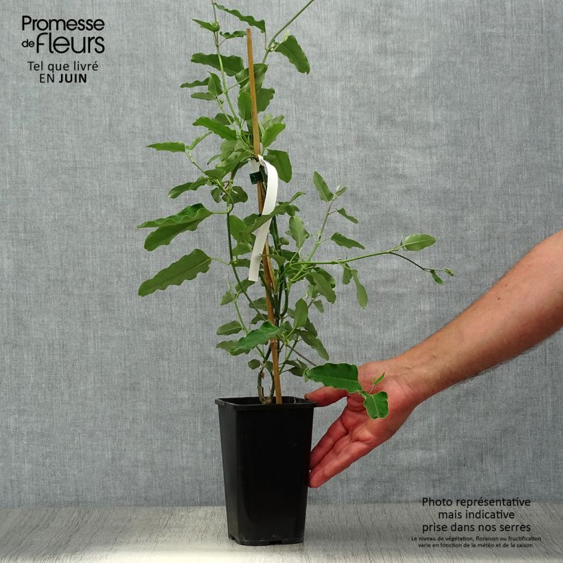 Spécimen de Araujia sericifera Alba - Plante cruelle Pot de 1L/1,5L tel que livré en été
