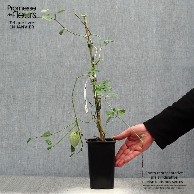 Spécimen de Araujia sericifera Alba - Plante cruelle tel que livré en hiver