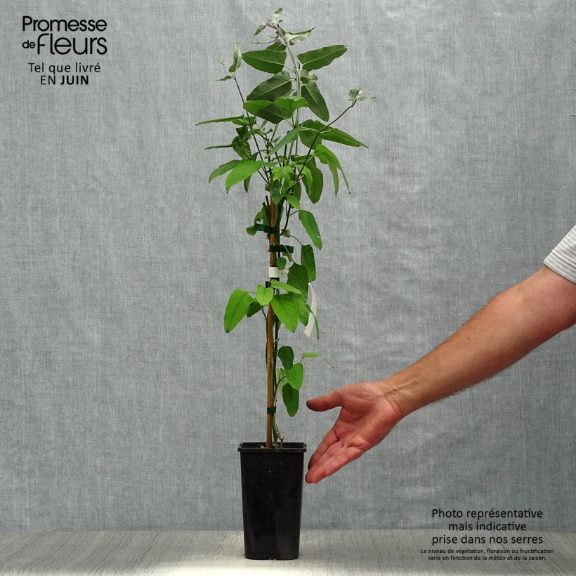 Spécimen de Araujia sericifera Rosea - Plante cruelle Pot de 1,5L/2L tel que livré en été