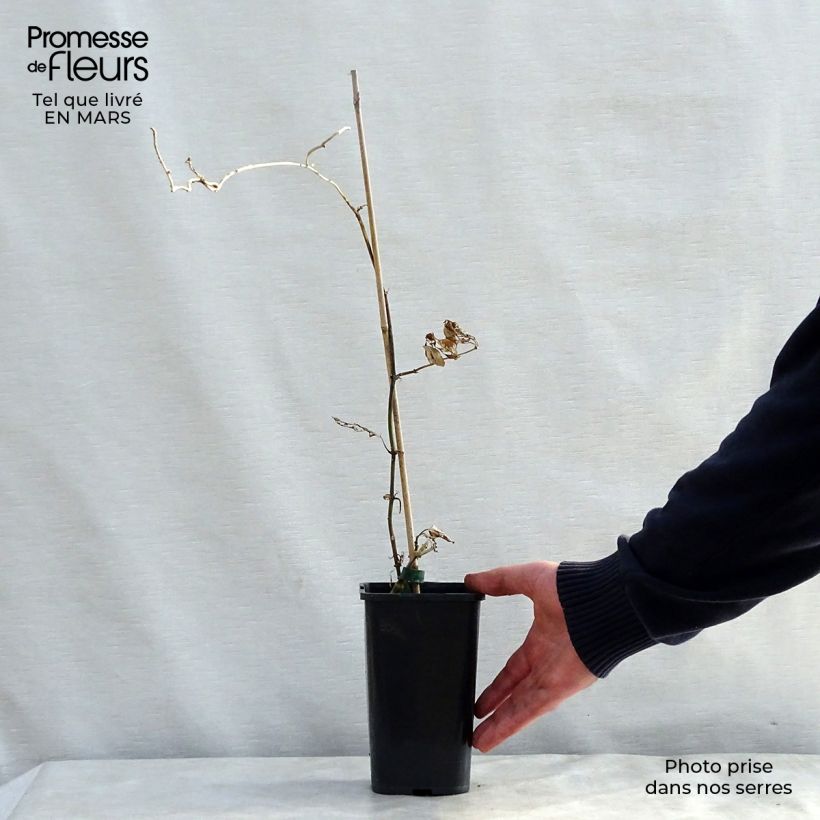 Spécimen de Araujia sericifera Alba - Plante cruelle Pot de 1L/1,5LHauteur livrée env. 20/40cm tel que livré au printemps