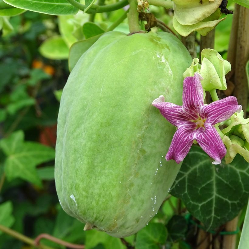 Araujia sericifera Pink - Plante cruelle (Récolte)