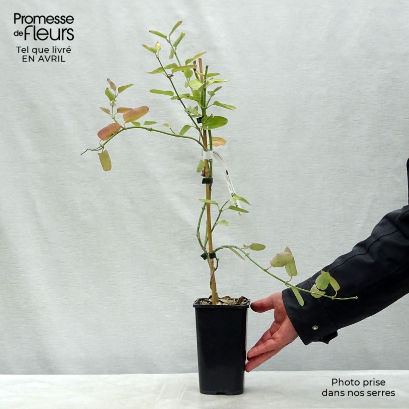 Spécimen de Araujia sericifera Rosea - Plante cruelle Pot de 1,5L/2LHauteur livrée env. 60cm tel que livré au printemps