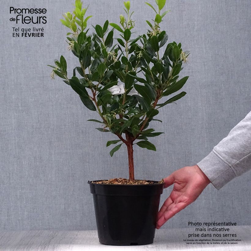 Spécimen de Arbutus unedo Atlantic - Arbousier Pot de 4L/5L, Buisson tel que livré en automne