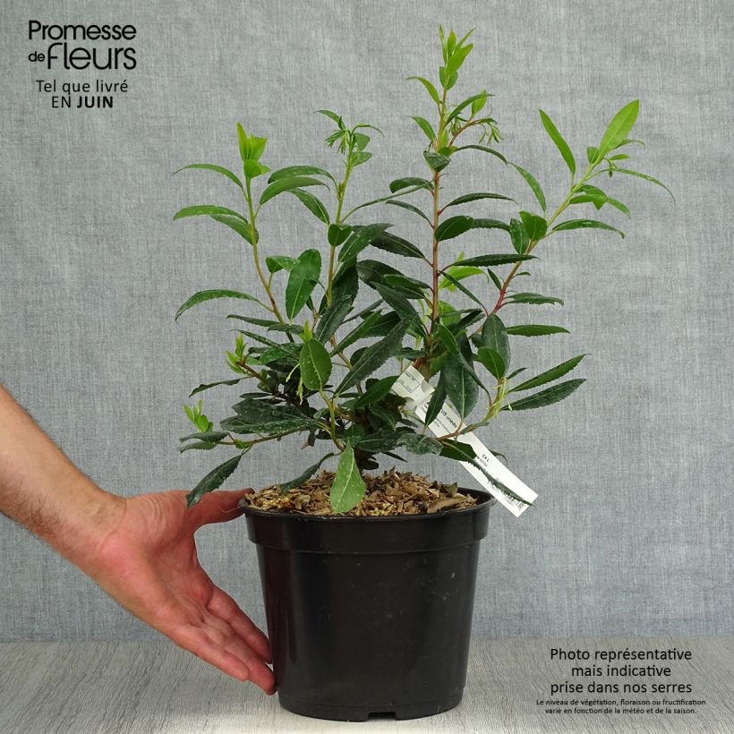 Spécimen de Arbutus unedo Atlantic - Arbousier Pot de 4L/5L, Buisson tel que livré en été
