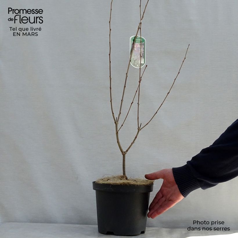 Spécimen de Arbre au caramel - Cercidiphyllum japonicum Rotfuchs tel que livré au printemps