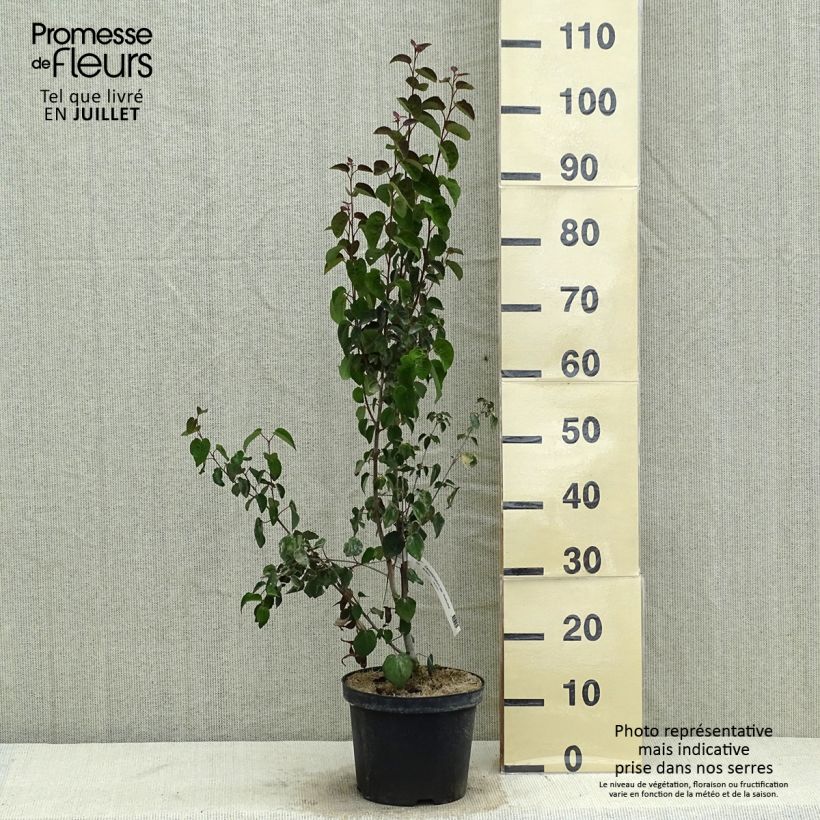 Spécimen de Arbre au caramel - Cercidiphyllum japonicum Rotfuchs Pot de 4L/5L tel que livré en été