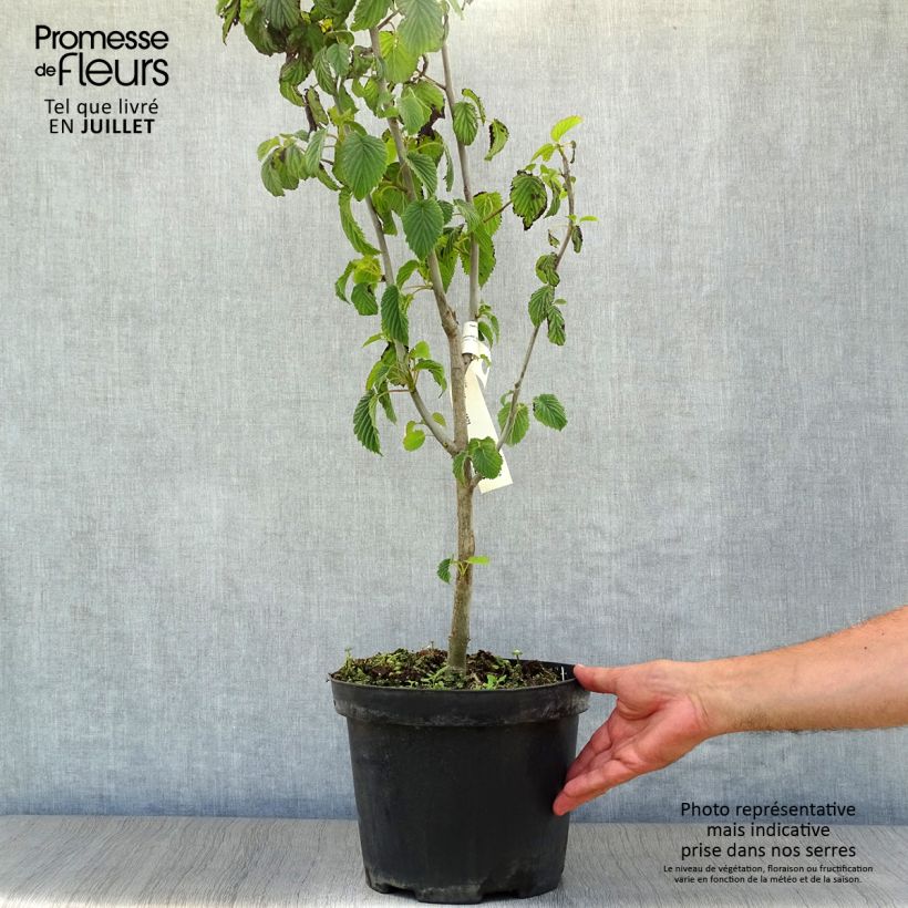 Spécimen de Arbre à mouchoir - Davidia involucrata Pot de 7,5L/10L tel que livré en été