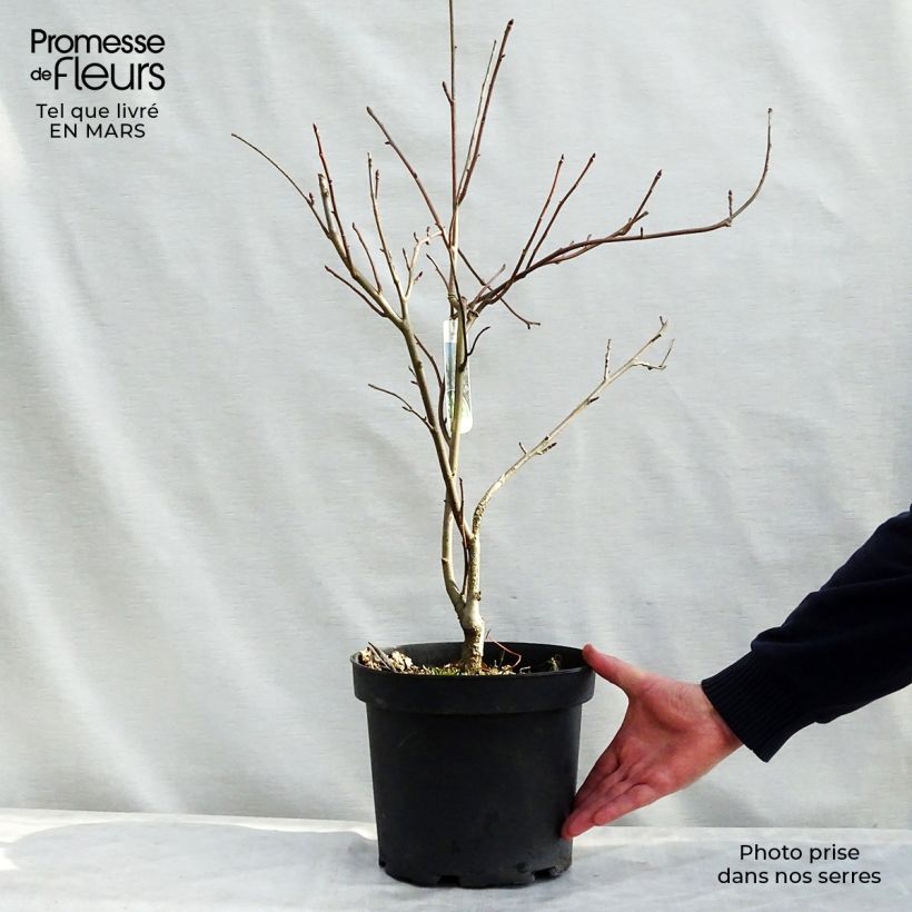 Spécimen de Arbre à mouchoir - Davidia involucrata en pot de 7,5L/10L tel que livré au printemps