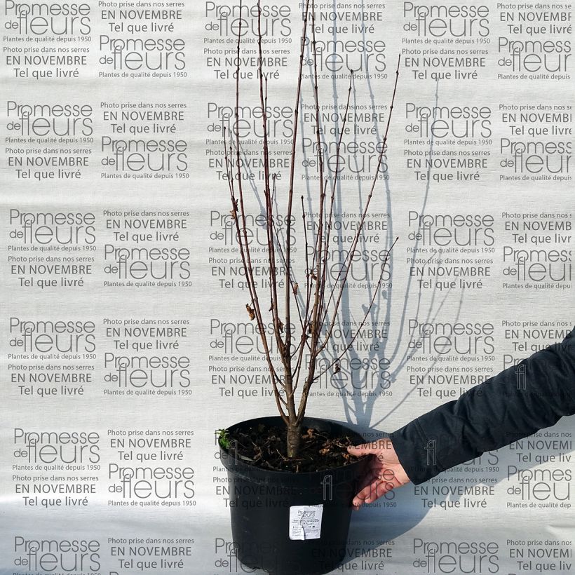 Exemple de spécimen de Arbre au caramel - Cercidiphyllum japonicum Rotfuchs 80/100cm en pot de 15L  tel que livré