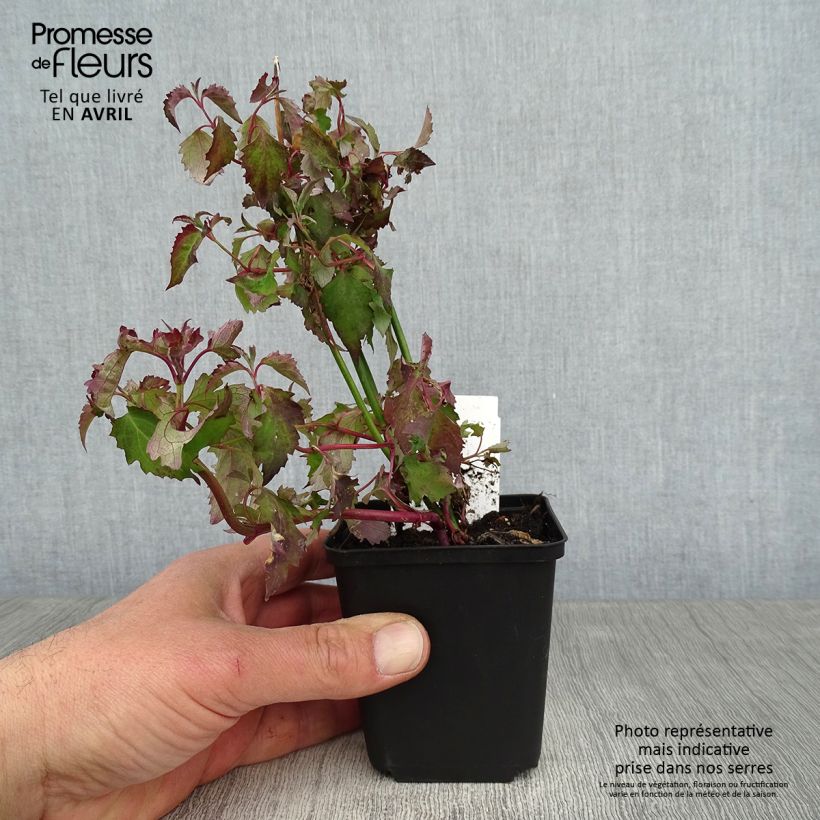 Spécimen de Arbre aux faisans - Leycesteria formosa en godet de 9 cm tel que livré au printemps