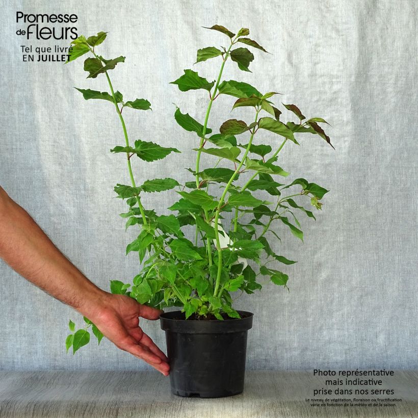 Spécimen de Arbre aux faisans - Leycesteria formosa Pot de 2L/3L tel que livré en été