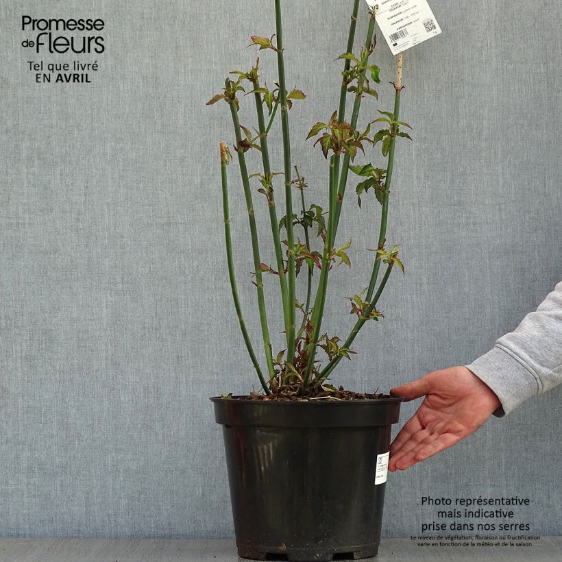Spécimen de Arbre aux faisans - Leycesteria formosa en pot de 7,5L/10L tel que livré au printemps
