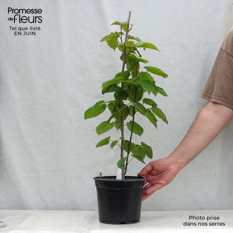 Spécimen de Arbre à mouchoir - Davidia involucrata Pot de 4L/5L tel que livré en été