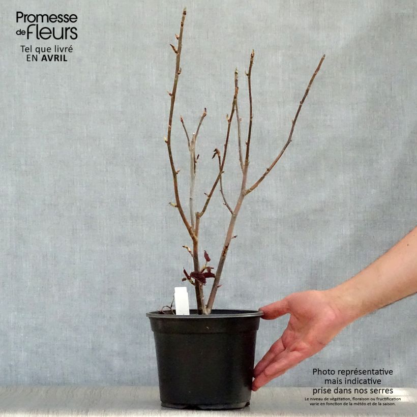 Spécimen de Arbre à mouchoir - Davidia involucrata Pot de 4L/5LHauteur livrée env. 50/60cm tel que livré au printemps