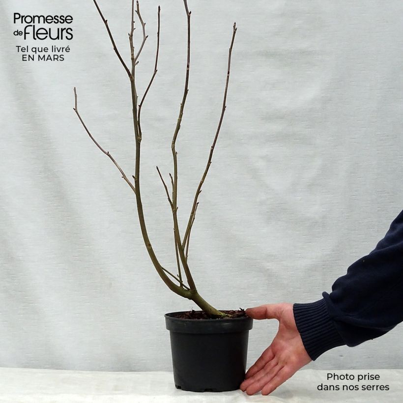 Spécimen de Arbre aux mouchoirs - Davidia involucrata var. vilmoriniana en pot de 3.5L tel que livré au printemps