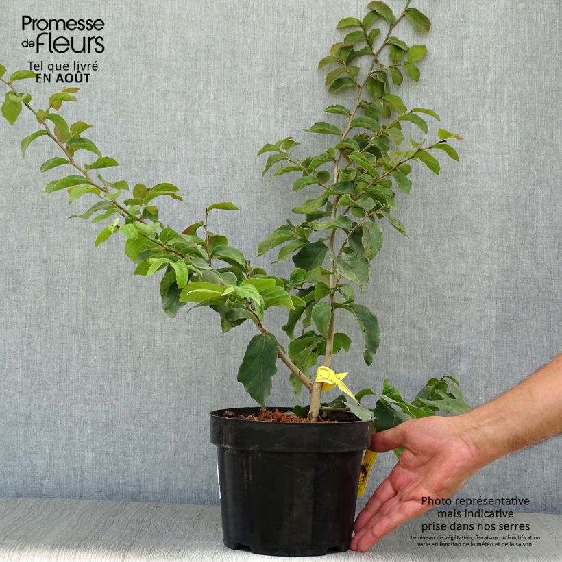Spécimen de Arbre de fer - Parrotia persica Pot de 3L/4L tel que livré en été