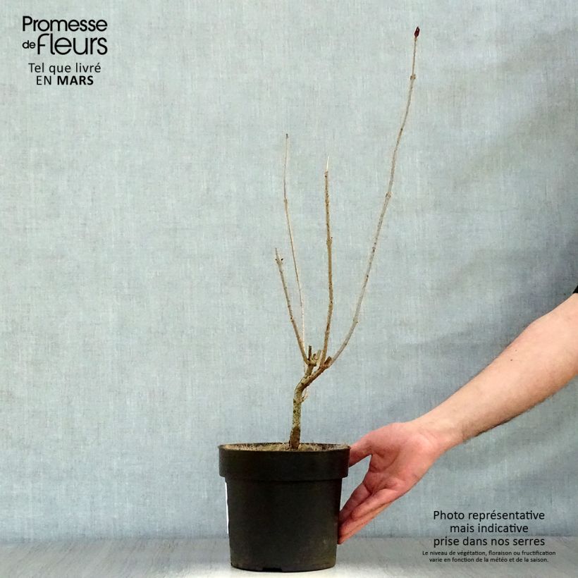 Spécimen de Arbre de la chance - Clerodendrum trichotomum, clérodendron Pot de 3L/4LHauteur livrée env. 20/30cm tel que livré au printemps