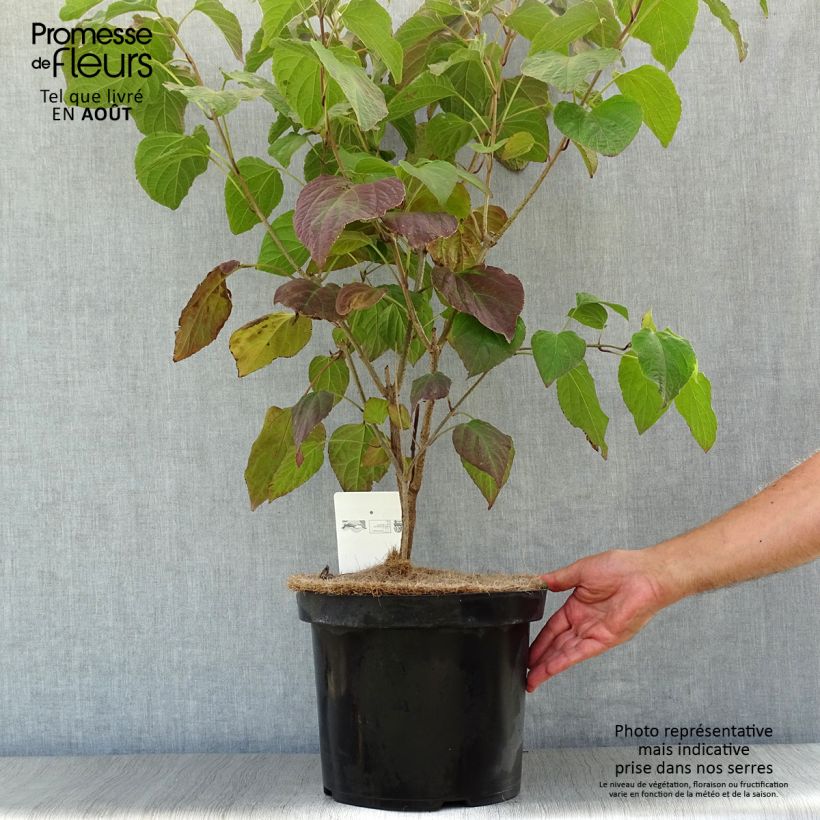 Spécimen de Arbre de la chance - Clerodendrum trichotomum, clérodendron Pot de 7,5L/10L tel que livré en été