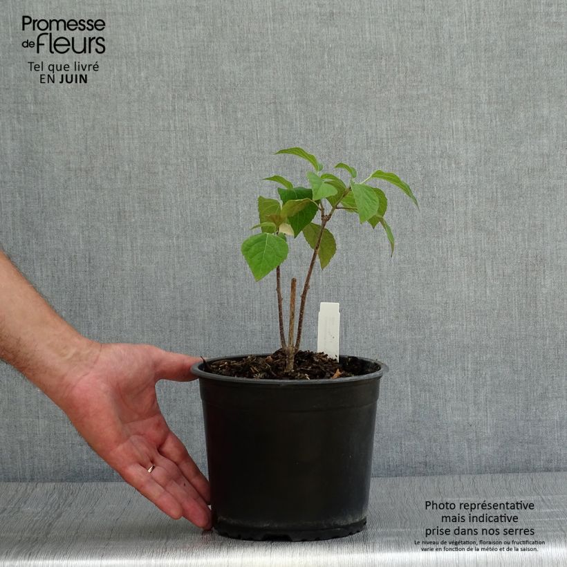 Spécimen de Arbre de la chance - Clerodendrum trichotomum, clérodendron Pot de 3L/4L tel que livré en été