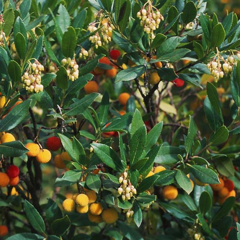 Arbutus unedo Atlantic - Arbousier (Feuillage)